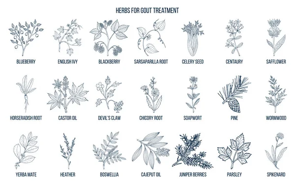 Collection d'herbes naturelles pour le traitement de la goutte — Image vectorielle
