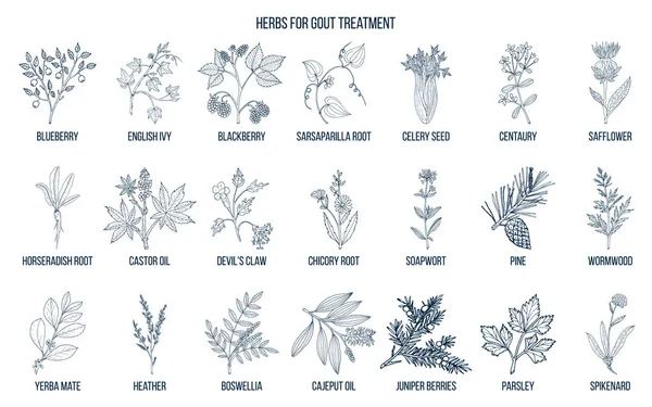 Collection of natural herbs for gout treatment — Stock Vector