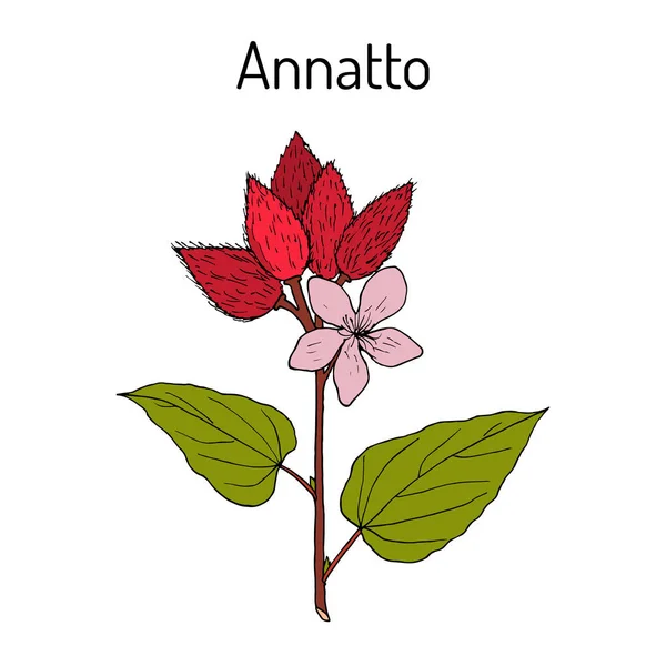 Annatto, o achiote, lápiz labial Bixa orellana, planta medicinal — Vector de stock
