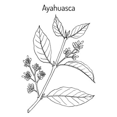 Ayahuasca Banisteriopsis caapi , tıbbi bitki