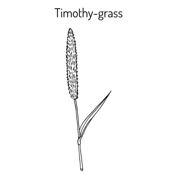 Timothy-hierba Phleum pratense, o cola de gatos de pradera, planta medicinal — Archivo Imágenes Vectoriales