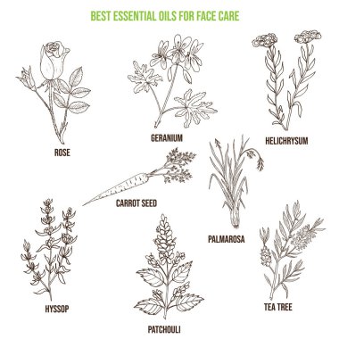 Best essential oils for face care clipart