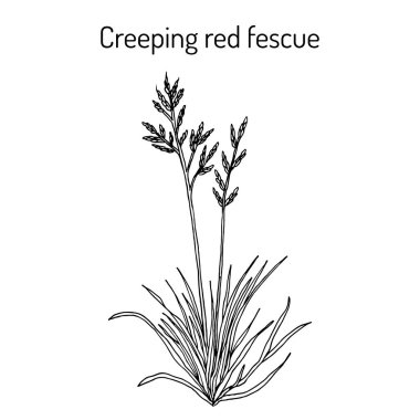 Sürünen kırmızı fescue festuca rubra , tıbbi bitki