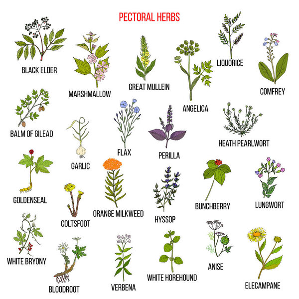 Set of pectoral herbs