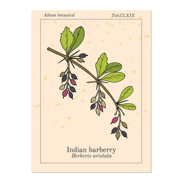 Barberry indiano Berberis aristata, planta medicinal — Vetor de Stock