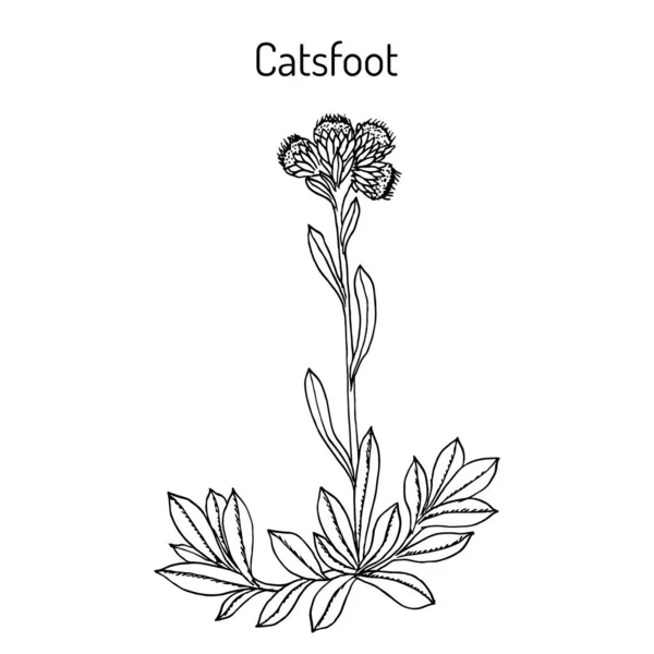 Catsfoot Antennaria dioica, medicplant — 스톡 벡터