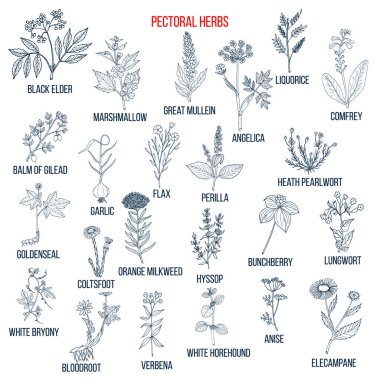 Set of pectoral herbs clipart