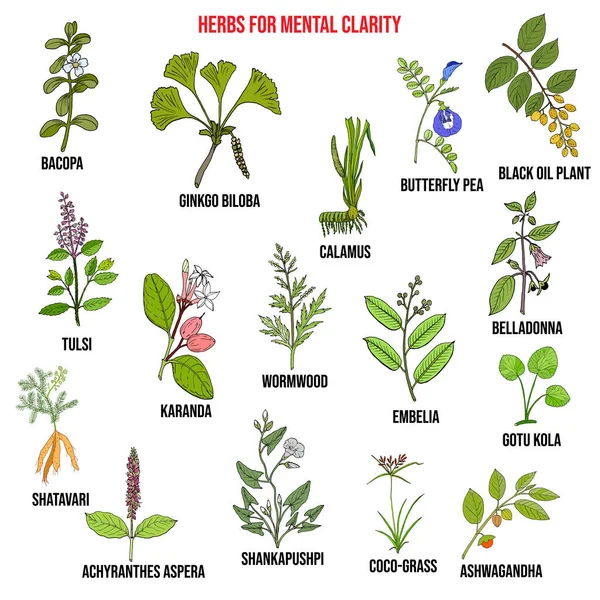 Las mejores hierbas para la claridad mental — Vector de stock