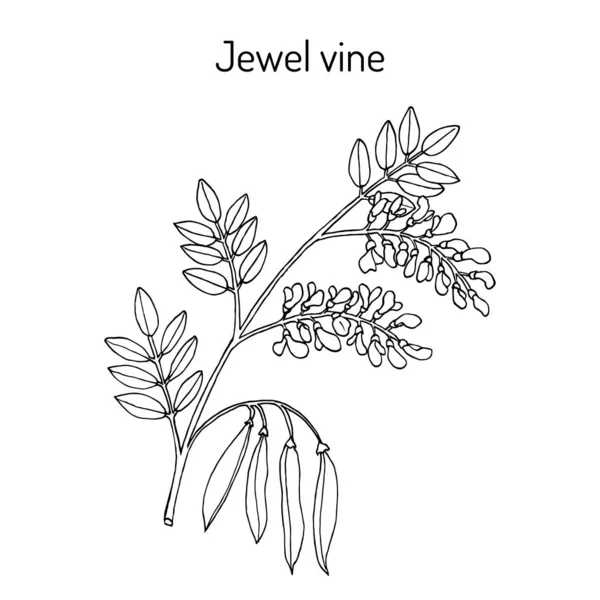 Jewel réva Derris scandens, léčivé rostliny — Stockový vektor