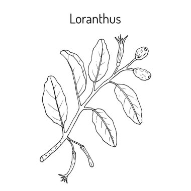 Loranthus ferrugineus, şifalı bitki