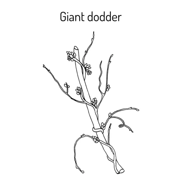Giant dodder cuscuta reflexa, planta medicinal — Vector de stock