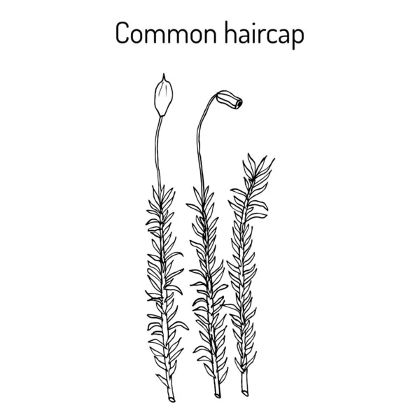 Macarrão-comum Polytrichum commune, planta medicinal — Vetor de Stock