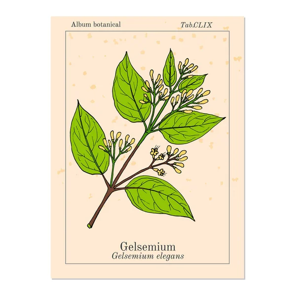 Gelsemium elegans, planta medicinal — Vector de stock