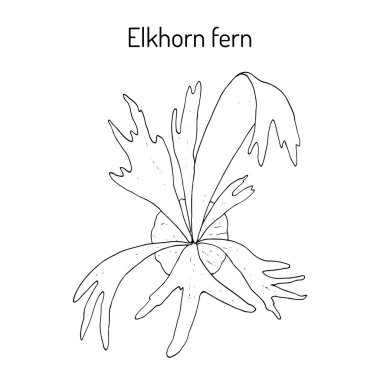 Staghorn veya elkhorn eğreltiotu Platycerium bifurcatum, süs ve tıbbi bitki
