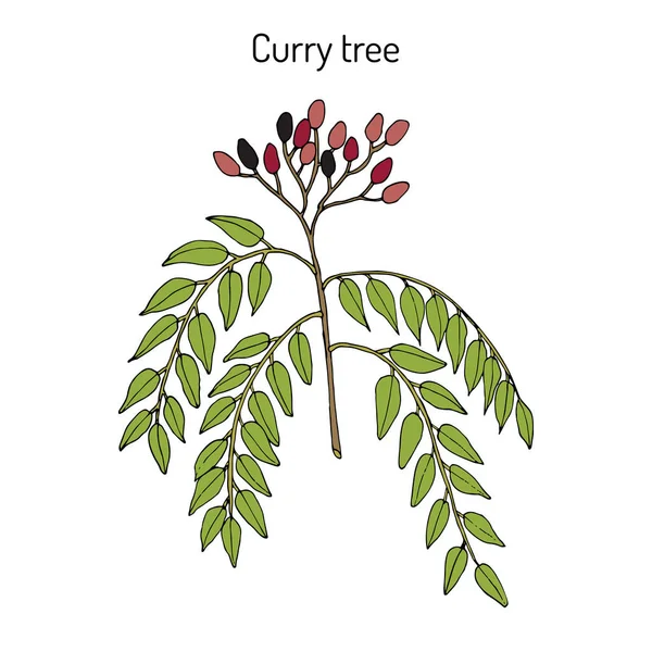 Curry tree Murraya koenigii, plante médicinale — Image vectorielle