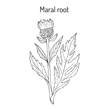 Maral root rhaponticum carthamoides , medicinal plant clipart
