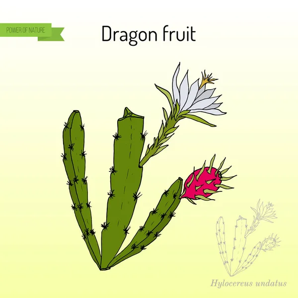Dragon fruit, or pitaya Hylocereus undatus , edible and medicinal plant — Stock Vector