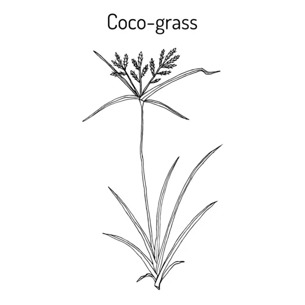 Coco-hierba Cyperus rotundus, o junco de nuez púrpura, planta medicinal — Vector de stock