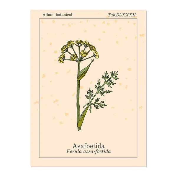 Asafoetida Ferula assa-foetida, planta medicinal — Vector de stock