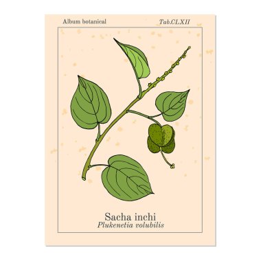 Sacha inchi Plukenetia volubilis , tıbbi bitki