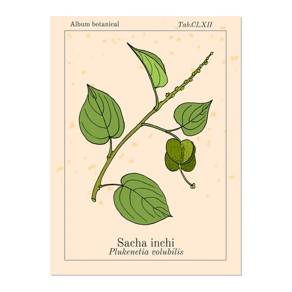 Sacha inchi Plukenetia volubilis, planta medicinal — Vector de stock
