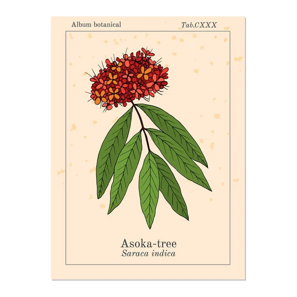 Ashoka árbol Saraca asoca, planta medicinal — Vector de stock