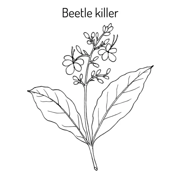 딱정벌레 킬러, 클레로엔드럼 세라툼, 약용 식물 — 스톡 벡터