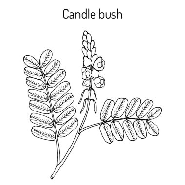 Candle bush Cassia, veya senna alata, süs ve tıbbi bitki