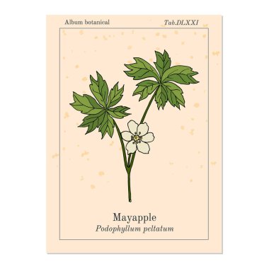 Mayapple çobanpüskülü purpurea veya vahşi mandrake, zemin limon, şifalı bitki