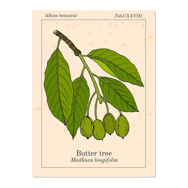 Mantequilla, o mahuwa Madhuca longifolia, planta medicinal — Vector de stock