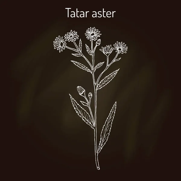 Tatarinows aster Aster tataricus , medicinal plant — Stock Vector