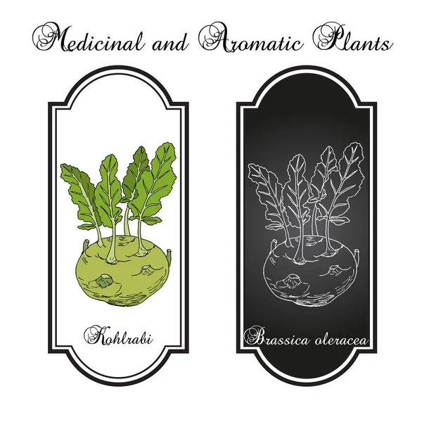 Col de Kohlrabi Brassica oleracea, planta comestible y medicinal — Vector de stock