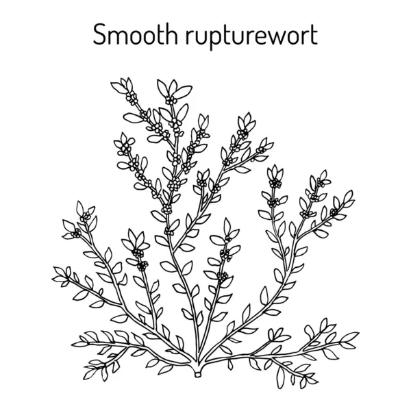 Smooth rupturewort Herniaria glabra, tanaman obat - Stok Vektor