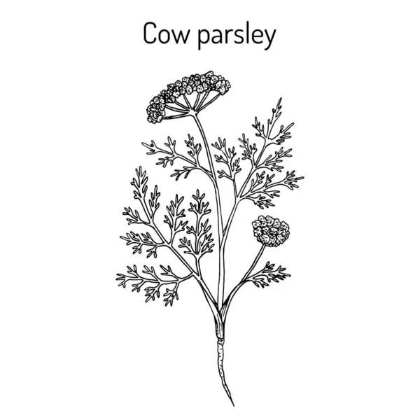 Hovězí petržel nebo divoká kerblík kerblík sylvestris, léčivá rostlina — Stockový vektor