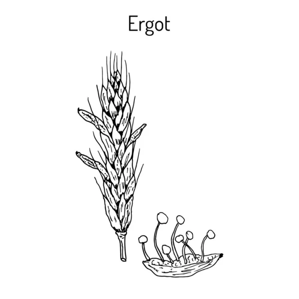 Ergot gomba Claviceps purpurea, gyógynövény — Stock Vector