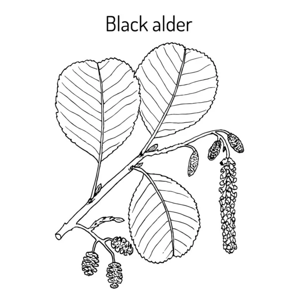 Черная или европейская ольха Alnus glutinosa, лекарственное растение — стоковый вектор