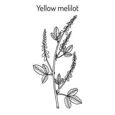 Sarı tatlı yonca veya tırtıklı melilot Melilotus officinalis, tıbbi bitki.