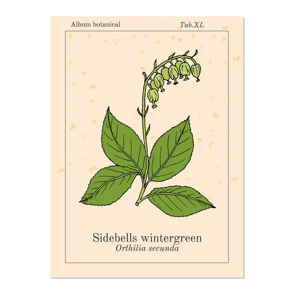 Sidebells wintergreen orthilia secunda, planta medicinal — Vector de stock