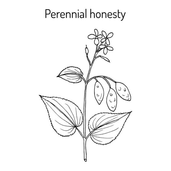 Honestidad perenne Lunaria rediviva, planta medicinal — Vector de stock