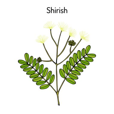 Shirish albizia lebbeck, veya lebbek ağacı, tıbbi bitki