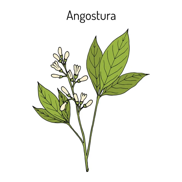 Angostura trifoliata, medicinal plant — Stock Vector