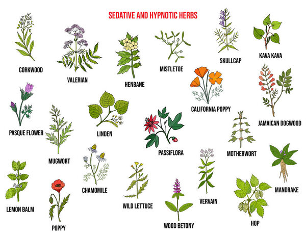 Best sedative and hypnotic herbs. Hand drawn vector set
