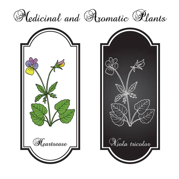 Heartsease Viola Tricolor, süs ve şifalı bitki — Stok Vektör