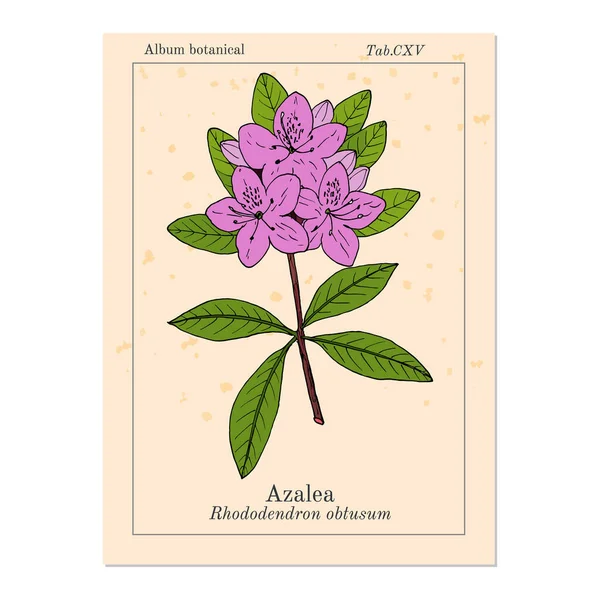 Azalea Rhododendron obtusum, декоративное и лекарственное растение — стоковый вектор