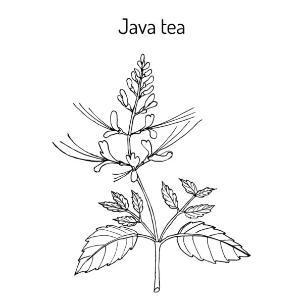 Java tea Orthosiphon stamineus, gyógynövény — Stock Vector