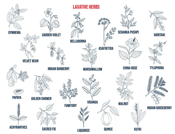 Las mejores hierbas laxantes — Vector de stock