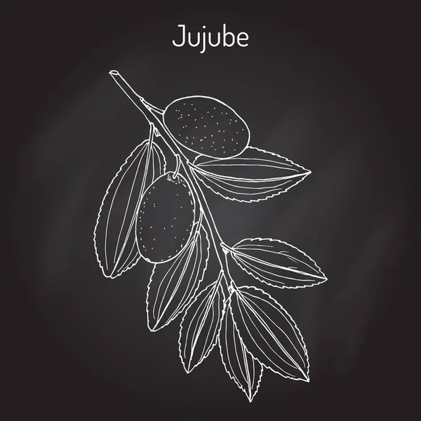 Jujube Ziziphus jujuba, o fecha roja, planta medicinal — Vector de stock