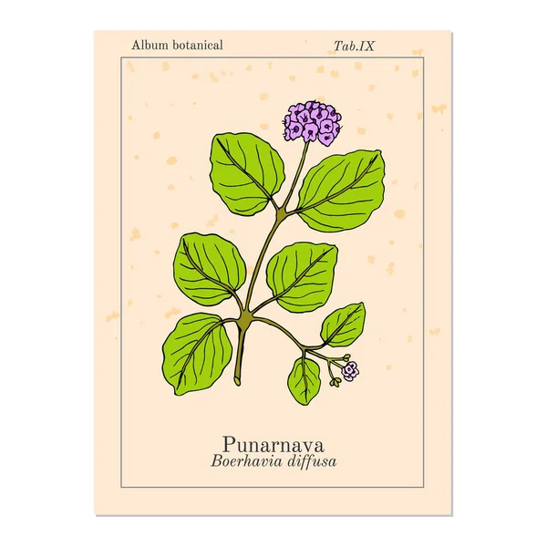 Punarnava Boerhavia Diffusa , or red spiderling, spreading hogweed, tarvine, medicinal plant — Stock Vector