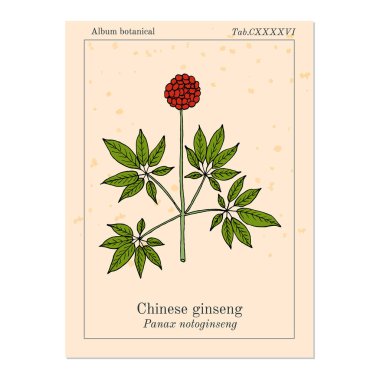 Çin ginseng Panax notoginseng , veya üç-yedi kök, tıbbi bitki