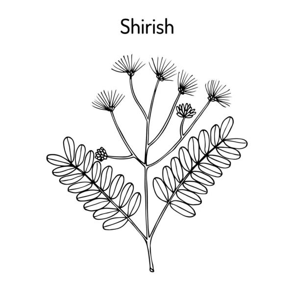 Ширський альбіція ліббек, або ліббек дерево, лікарська рослина — стоковий вектор